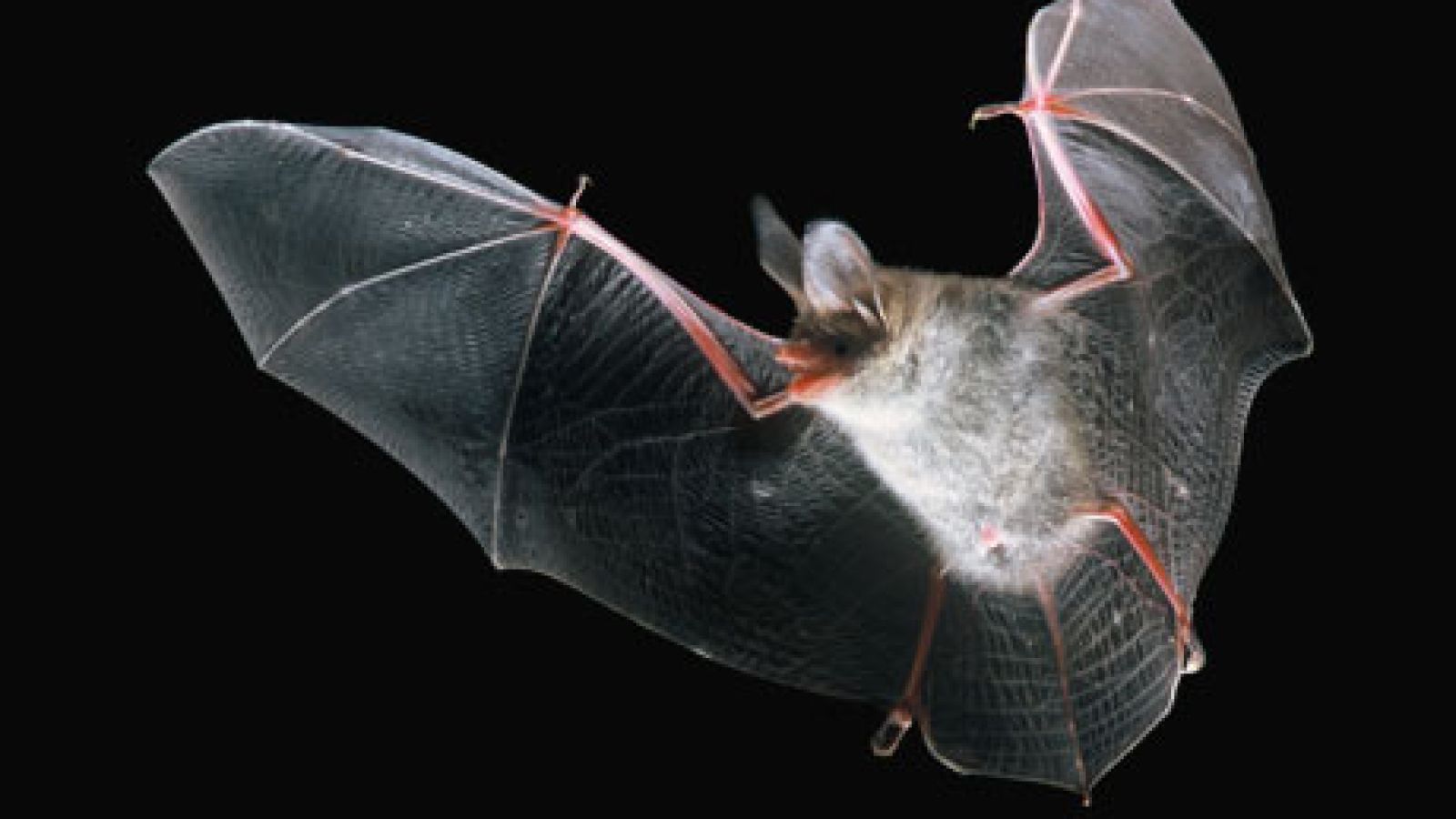 Chauve-souris en vol pendant la nuit
