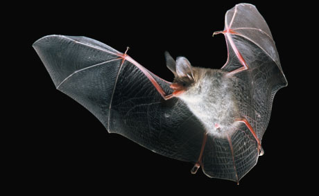 Chauve-souris en vol pendant la nuit